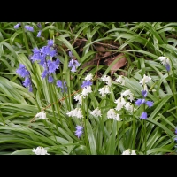 Hyacinthoides non-scripta Chouard, subsp Non-Scripta X Hispanica, Miller Kerguelen (1)